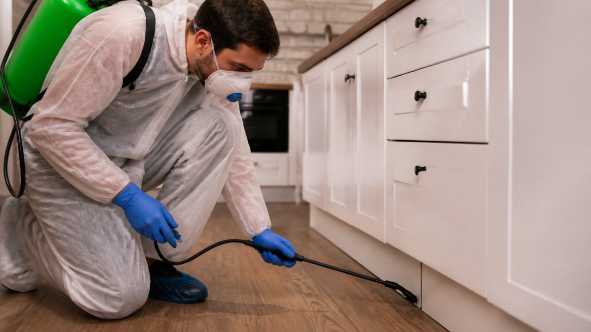 How Often Should Pest Control Be Done?