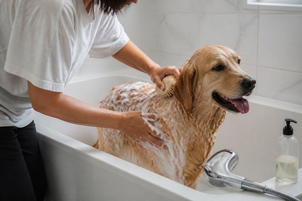 A person in a bright home bathroom gently lathering a calm golden retriever with dog shampoo using a soft rubber bath brush, a spray nozzle resting nearby on the tub edge