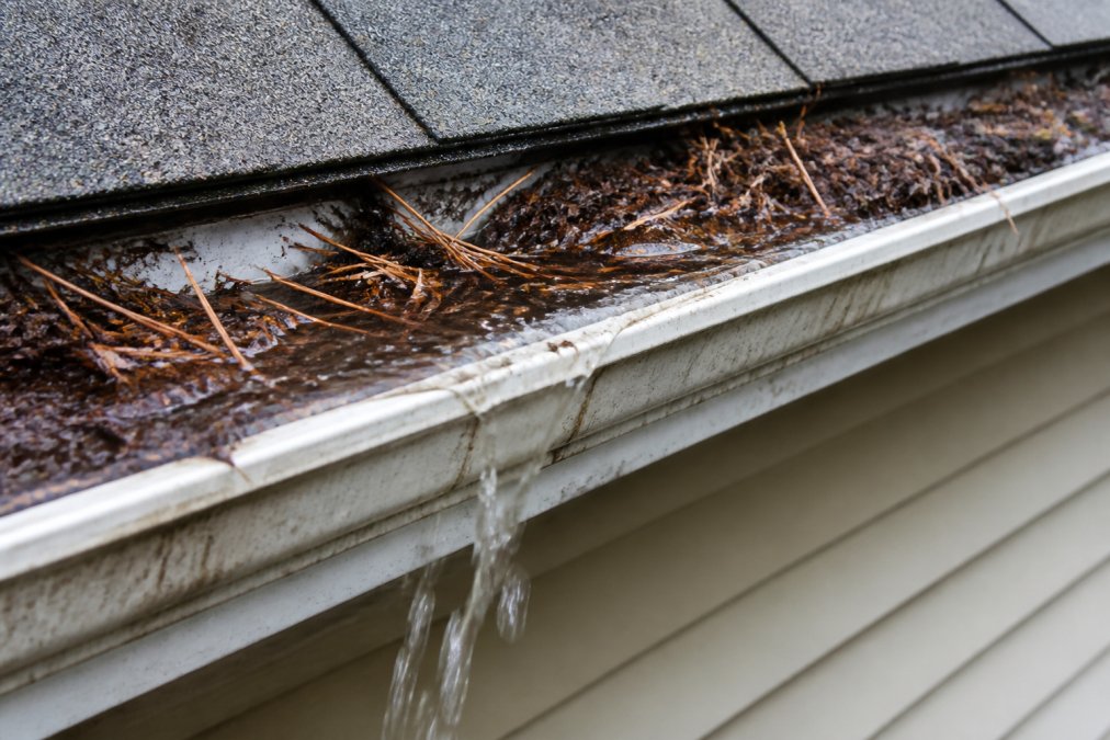 Close-up of a residential gutter filled with pine needles and dark debris, water pooling at the edge before overflowing onto the fascia board below