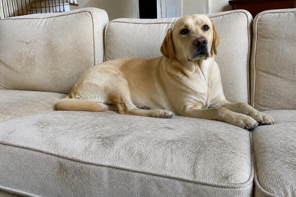Dog resting on a light-colored upholstered sofa with visible pet hair and wear marks, showing the impact of daily pet use on furniture