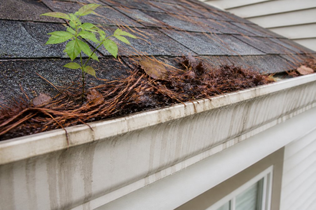 Close-up of a residential gutter overflowing with wet pine needles, dark decomposing leaves, and a small sapling sprouting from the debris, with water staining visible on the fascia board below