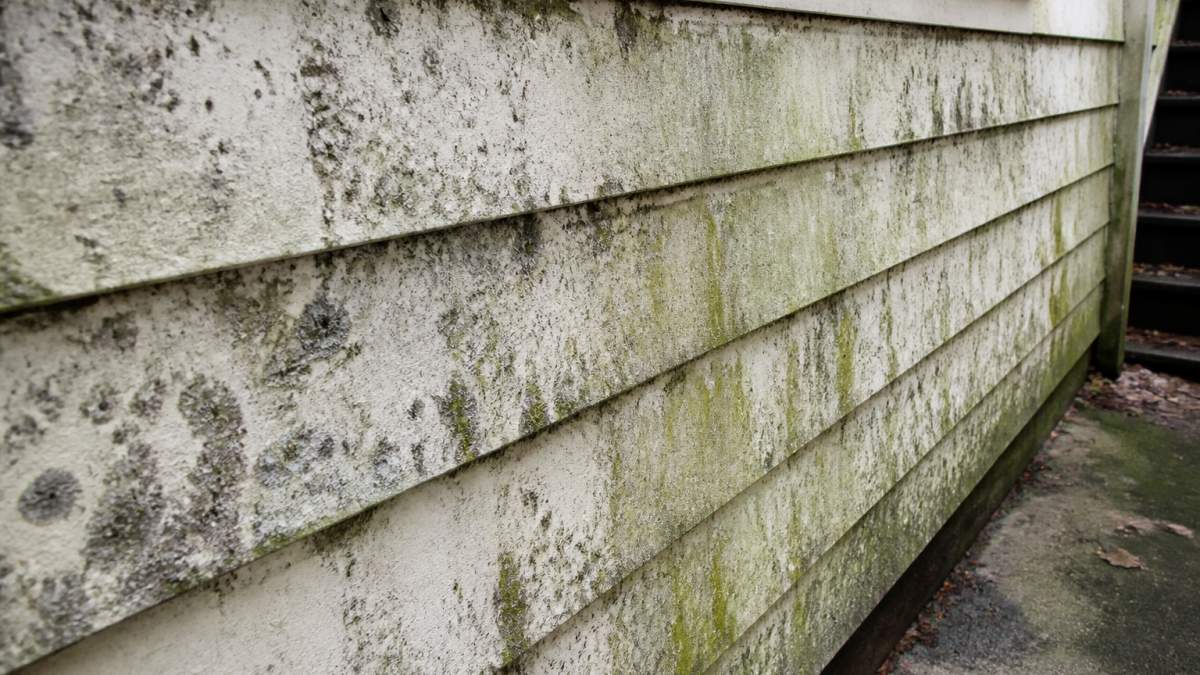 Close-up of weathered house exterior wall showing visible black mould, green algae streaks, and grey mildew patches on cream-coloured weatherboard siding in shade