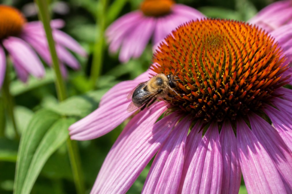 A solitary mason bee visits a purple coneflower to attract solitary bees to a sunlit backyard garden.