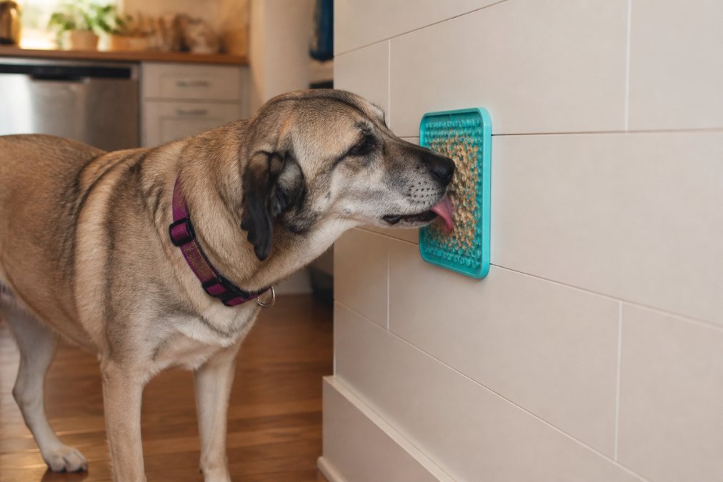 A rescue dog peacefully licking a suction cup lick mat attached to a tiled wall, relaxed body posture and soft eyes, cozy home kitchen with warm afternoon light