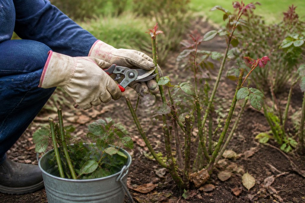 Gardener wearing thick gloves using bypass pruners to cut a rose cane at a 45-degree angle just above an outward-facing bud, with a metal bucket of cut canes on the ground beside the bush