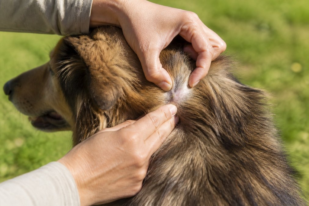 Close-up of a person's hands parting the dense fur on a dog's neck to inspect the skin, outdoors in a grassy area with soft afternoon light