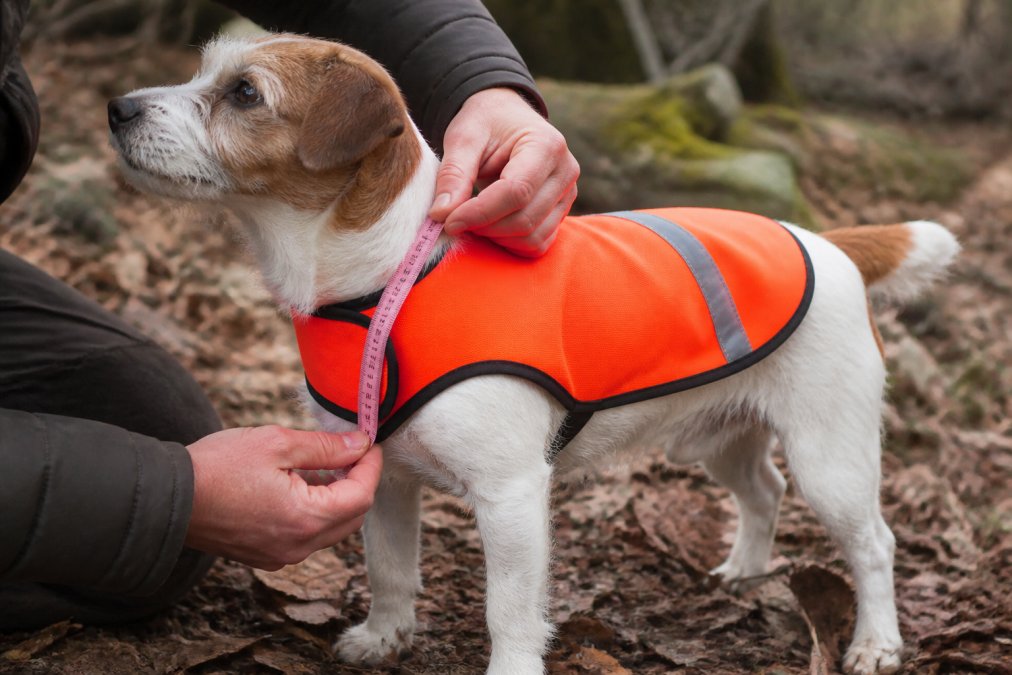 Visual roadmap for Close-up of a small dog wearing a properly fitted blaze orange vest, showing correct chest and ne...