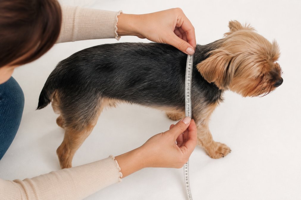 Pet owner measuring a small dog with a soft measuring tape around the chest while the dog stands on a bright white surface, showing proper measurement technique from above