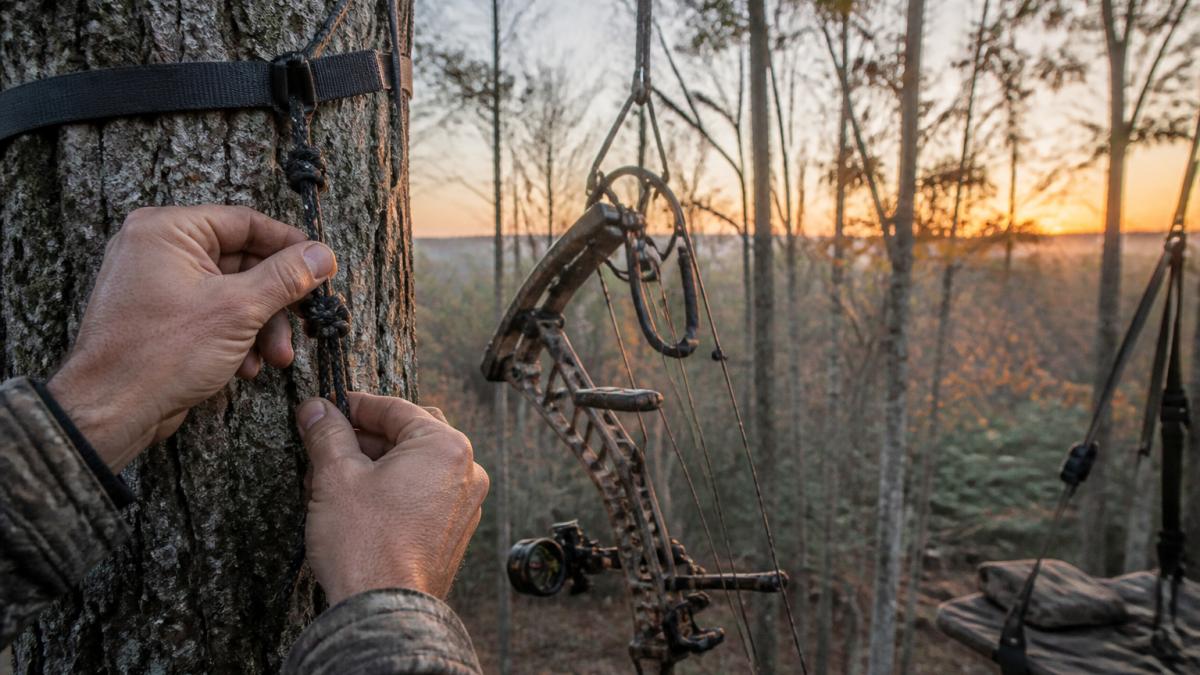 Close-up of a hunter's hands attaching a rope bow hanger to a gear strap on a tree trunk, bow hanging within reach beside a saddle hunting setup at dawn