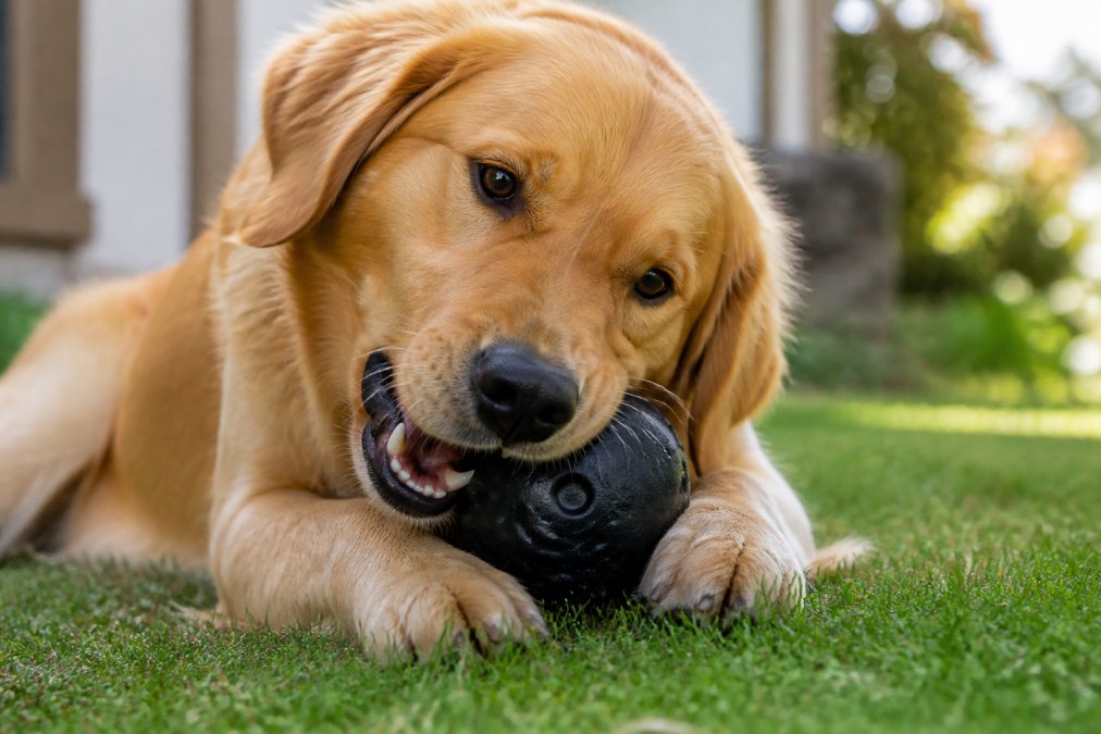 Powerful golden retriever mid-chew on a solid rubber toy, teeth gripping firmly while the toy shows no visible damage or deformation, captured in natural daylight