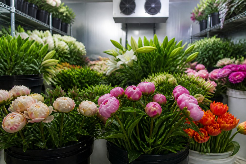 Fresh-cut flowers arranged in cold storage facility showing vibrant blooms with visible water droplets, proper stem conditioning in buckets, and temperature-controlled environment demonstrating quality preservation standards