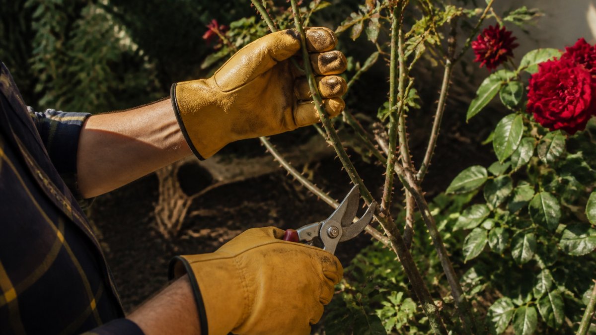 Gardener's hands wearing heavy-duty leather gloves while carefully handling thorny rose branches and pruning shears in bright afternoon sunlight over a garden bed