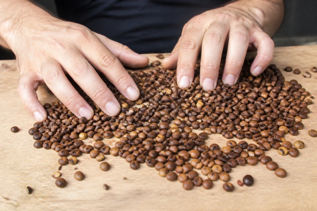 Hands inspecting roasted coffee beans on wood to identify defects and ensure high quality coffee selection.