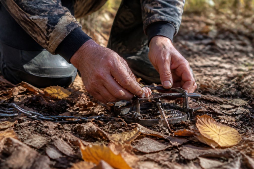 Close-up of a trapper's weathered hands carefully placing a small piece of bait near a foothold trap set among fallen leaves and natural forest debris in soft autumn light