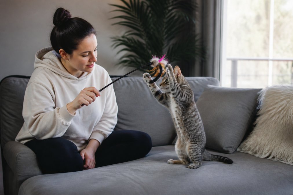 A person sitting on a couch playing with a cat using an interactive wand toy, showing engaged play and direct supervision