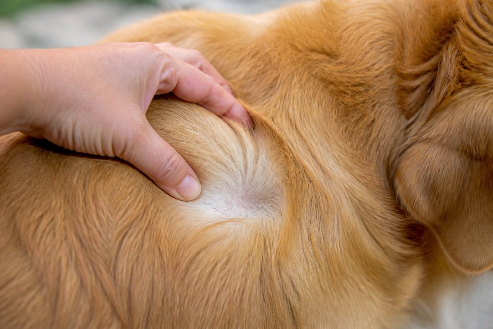 Close-up of a dog's coat texture being examined by a hand, showing different areas of fur density and skin condition in natural daylight