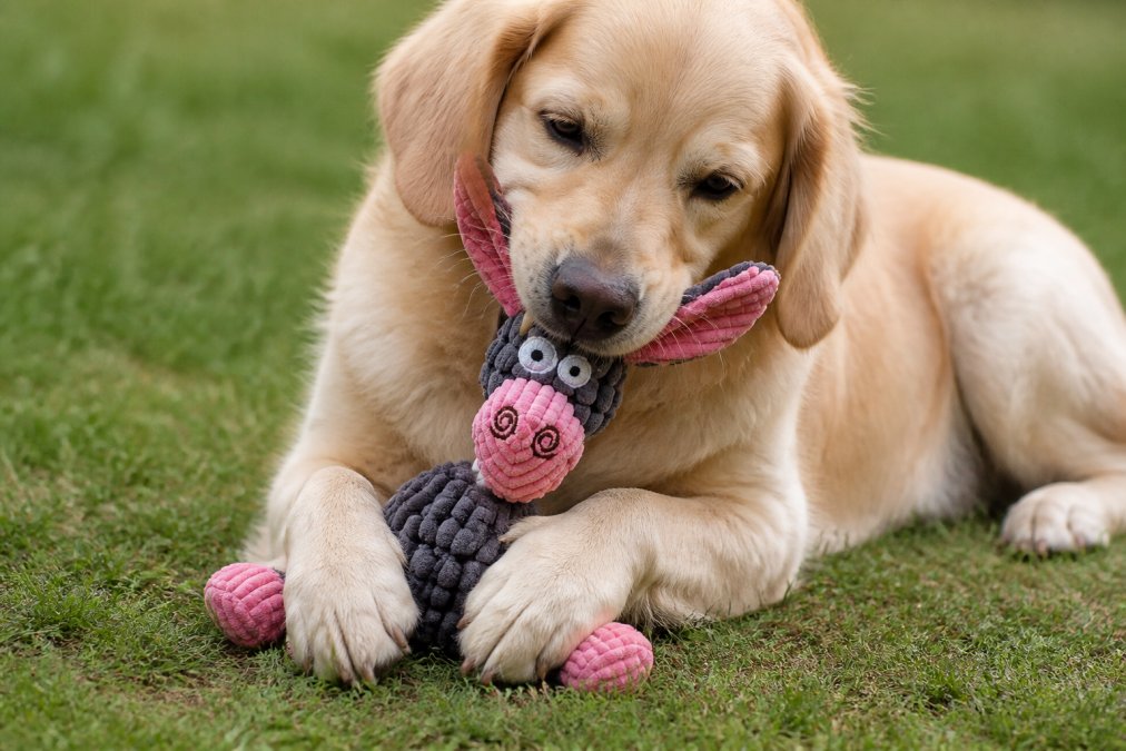 Close-up of a dog actively chewing on a durable canvas toy, showing engaged jaw movement and the toy's reinforced stitching under natural daylight