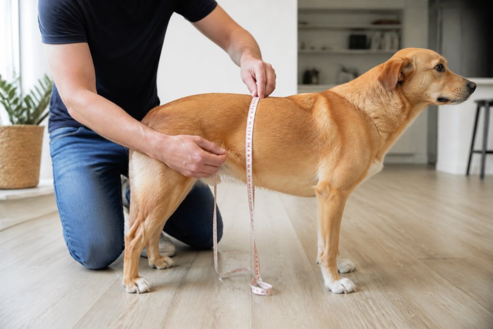A person using a soft measuring tape to measure the girth of a calm medium-sized dog standing on a light wood floor in a bright home