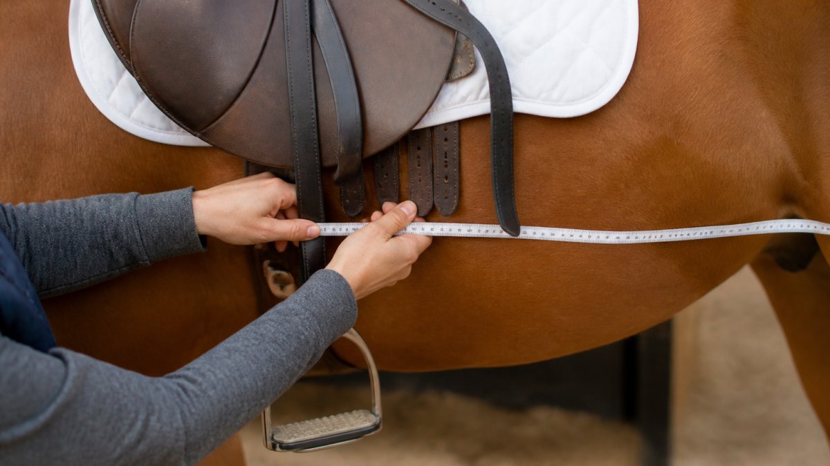 Close-up of a rider's hands holding a flexible tape measure positioned between saddle billets on a saddled horse, with the tape lying flat under the saddle flap and girth straps visible