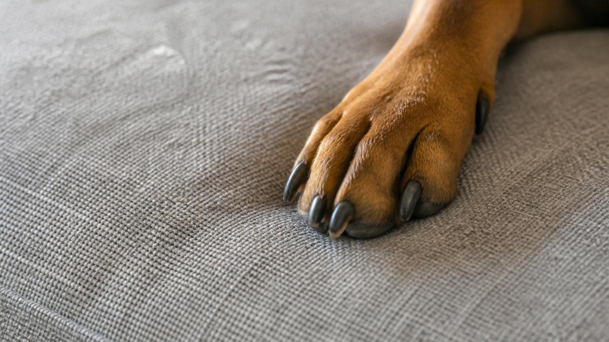 Close-up of a durable fabric surface with a dog's paw resting on it, showing texture and weave clarity in natural light
