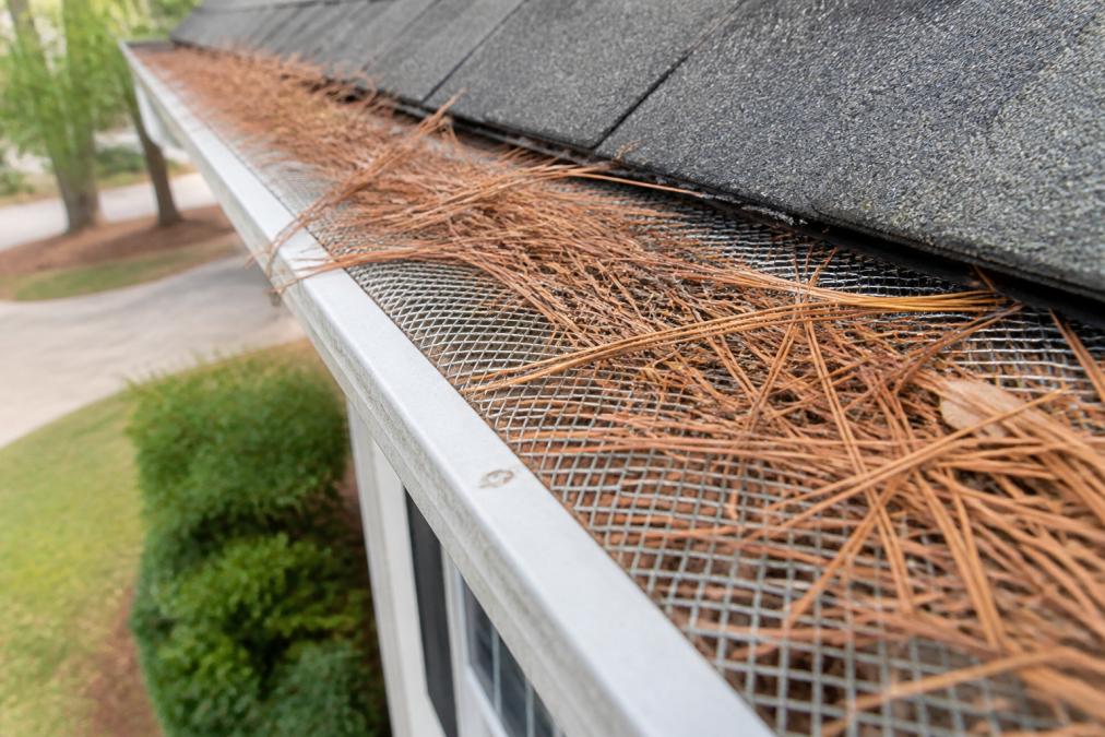 Close-up view of a gutter guard mesh system installed on a residential gutter, with pine needles resting on top of the protective screen rather than inside the gutter