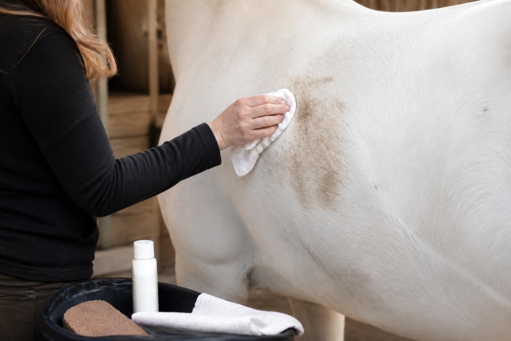 Close-up of a person's hand in a barn applying a spot treatment to a white horse's coat with a damp cloth, the stained area visibly lightening under soft natural light