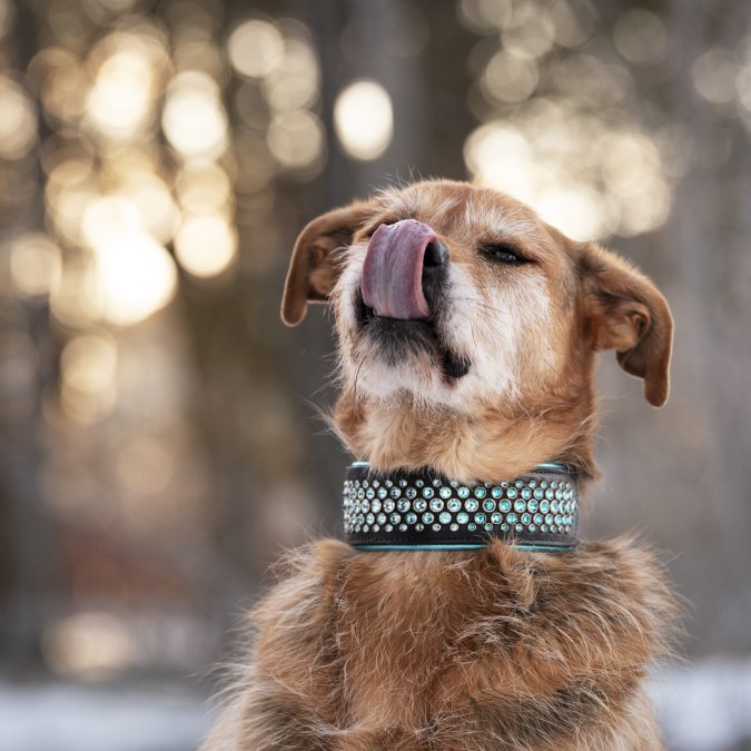 The Mini Rio | Wide Custom Dog Collar