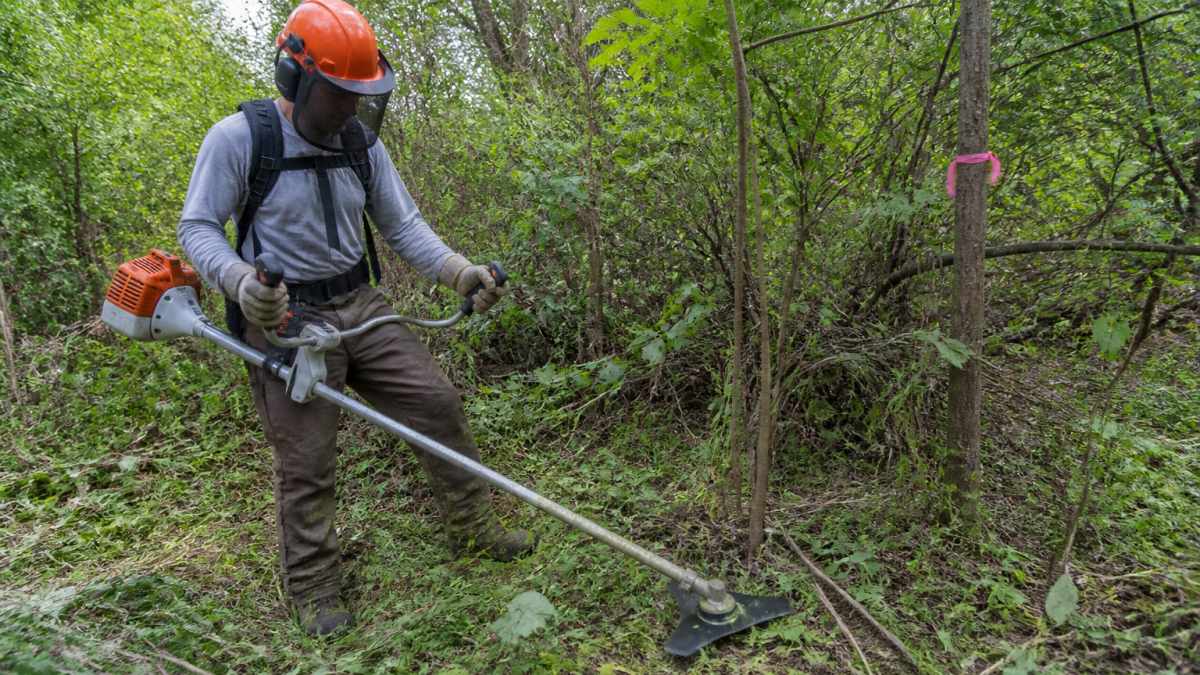 Worker in hard hat with face shield, cut-resistant gloves, long sleeves, and steel-toed boots using a brush cutter with a tri-blade in dense overgrown vegetation, with flagging tape marking a desirable tree in the background