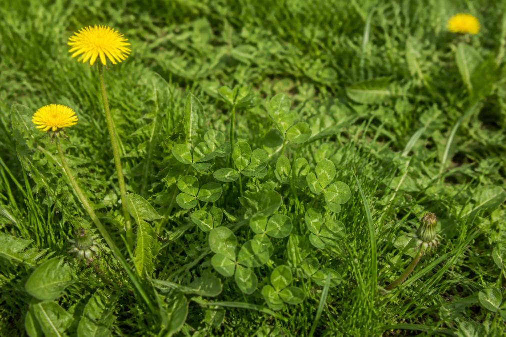 Close-up ground-level photo of a lawn showing a mix of broadleaf weeds like dandelions and clover growing among grass blades, with warm natural daylight illuminating the leaf textures