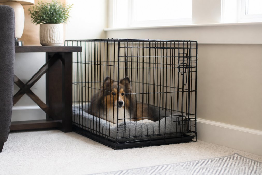 How to Crate Train a Dog With Separation Anxiety