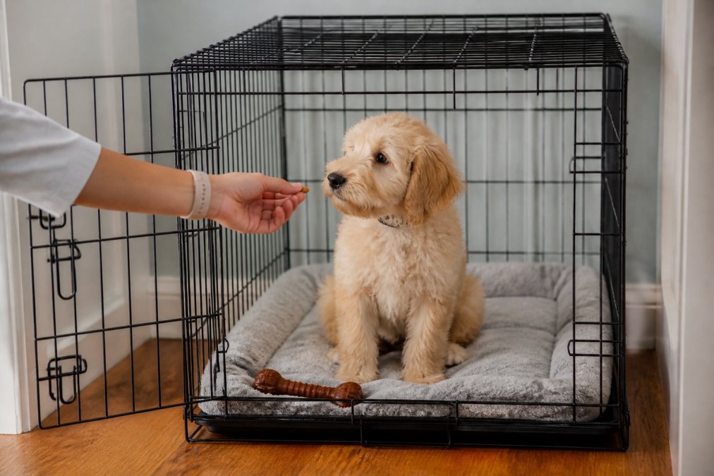 A happy Goldendoodle puppy sitting calmly inside a wire crate with a soft bed and a chew toy, the door open and a person's hand offering a treat