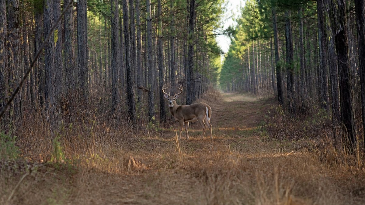 How to Design Deer Travel Corridors: A Step-by-Step Guide