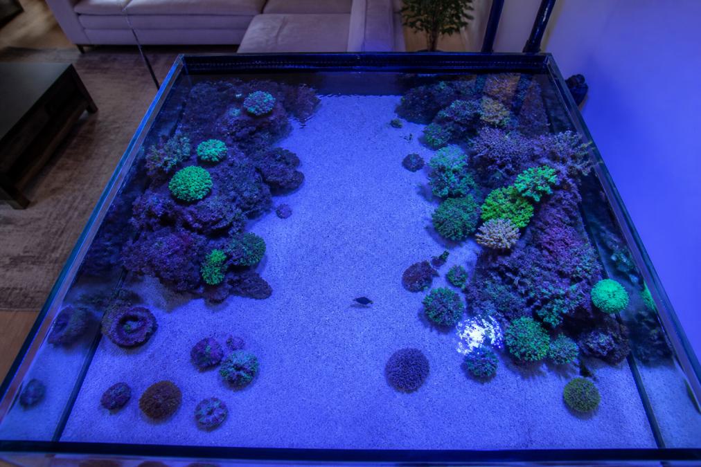 Diagram of reef ecosystems showing zoned layouts for live rock, sand, and coral in a home aquarium setup