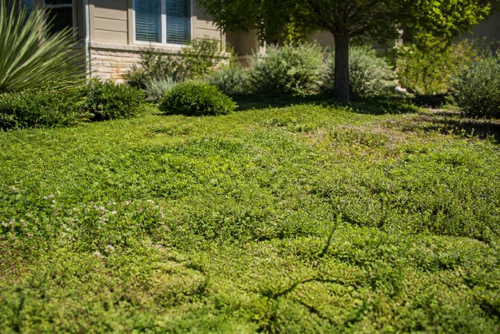 A lush front yard covered in low-growing native groundcover plants including creeping thyme, clover, and buffalo grass spreading across the soil surface, no rocks or gravel visible, photographed in bright afternoon sunlight with a modest residential home in the background
