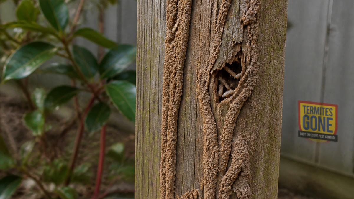 Close-up of brown termite mud tubes running vertically up a weathered wooden garden post, with visible texture and small termites visible inside a broken section, natural outdoor lighting