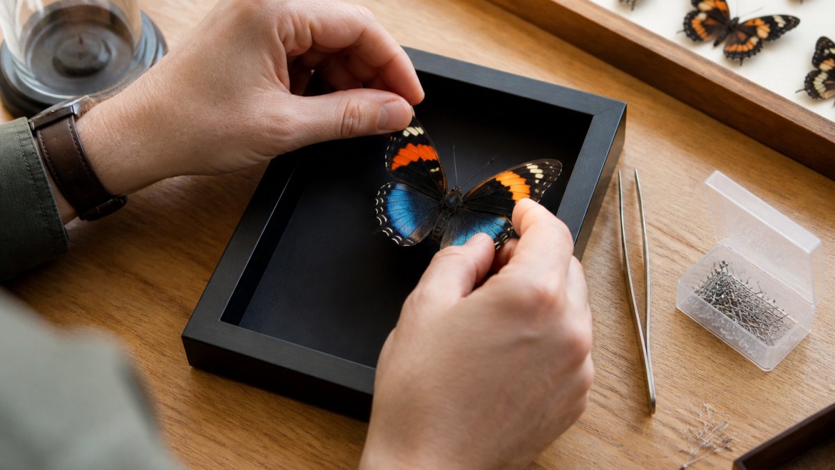 A person's hands carefully positioning a preserved butterfly specimen onto a black backing board inside a small shadow box frame on a bright wooden table, with tweezers and pins nearby