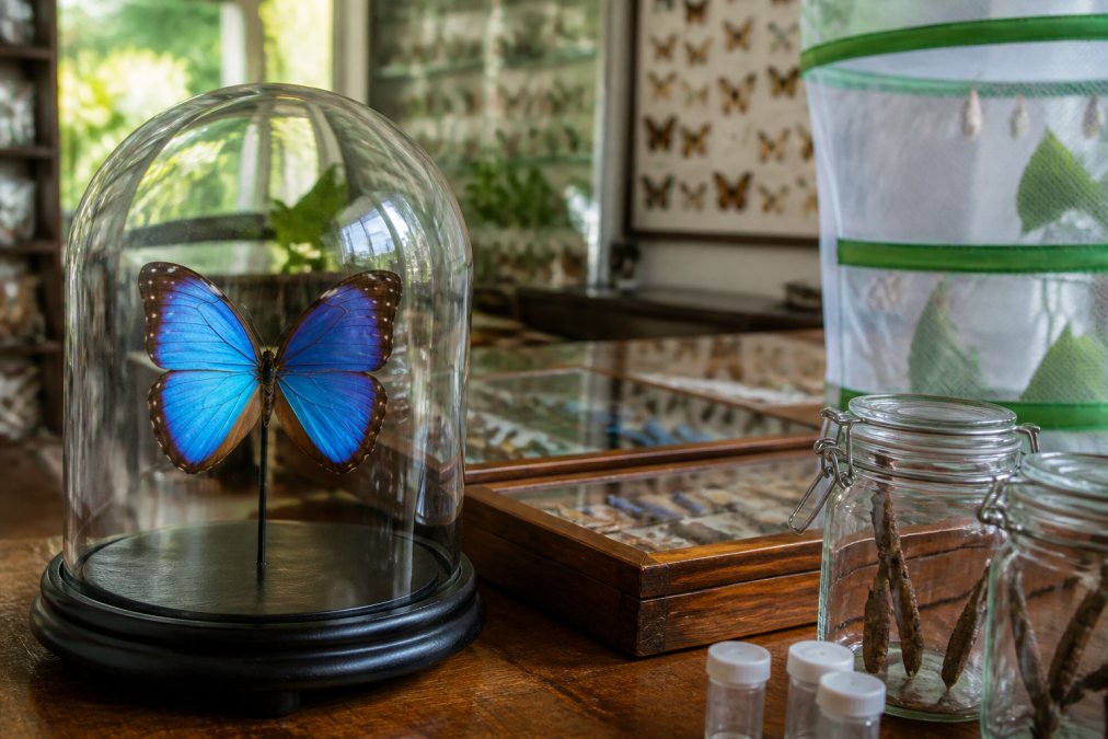 Close-up of a vibrant, museum-quality preserved butterfly specimen mounted in a glass dome on a wooden base, with soft natural light highlighting the wing detail and iridescent colours