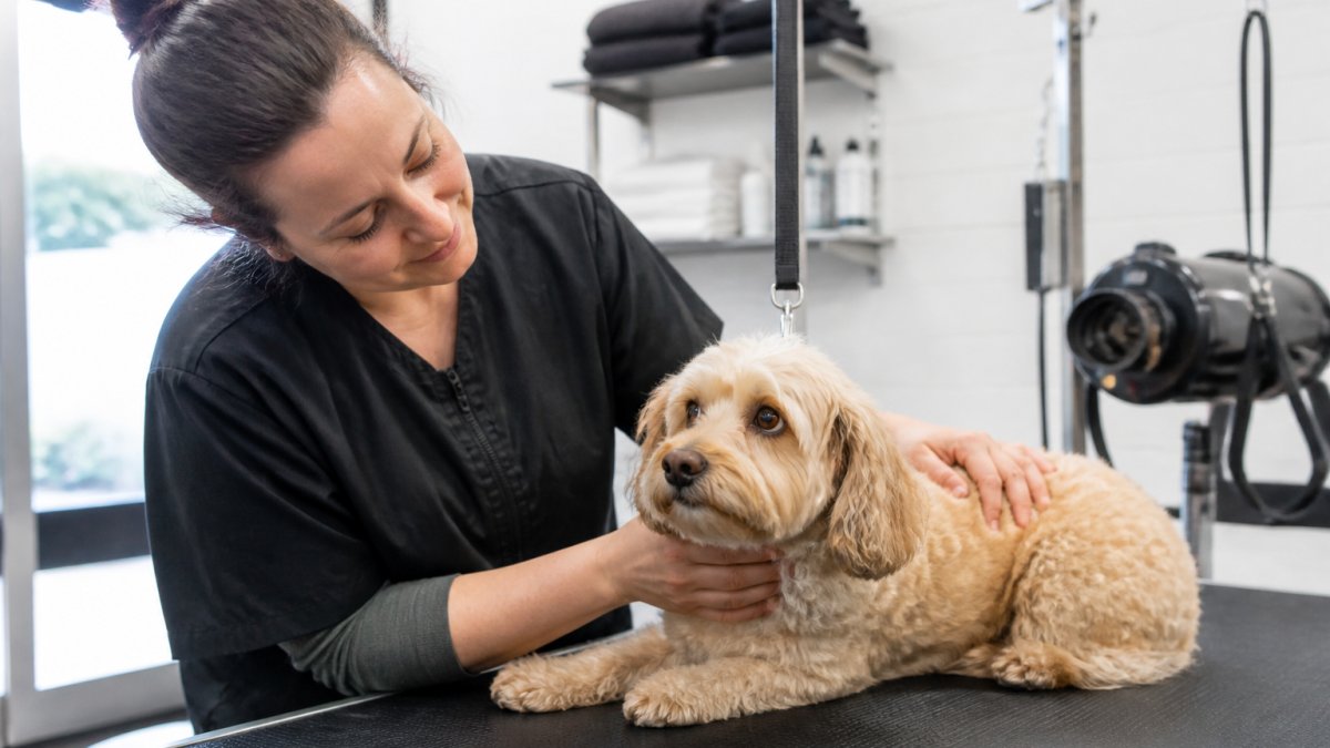 How to Find a Fear Free Groomer for Your Anxious Dog