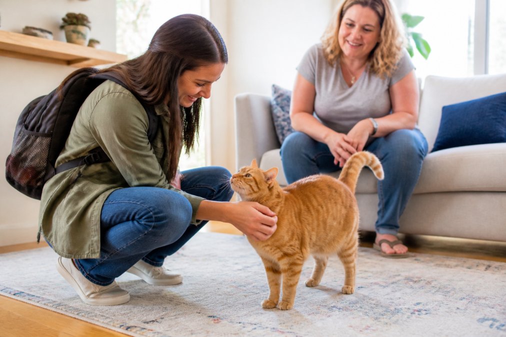 Professional cat sitter kneeling down to gently pet an orange tabby cat in a bright home living room while the cat owner watches and smiles