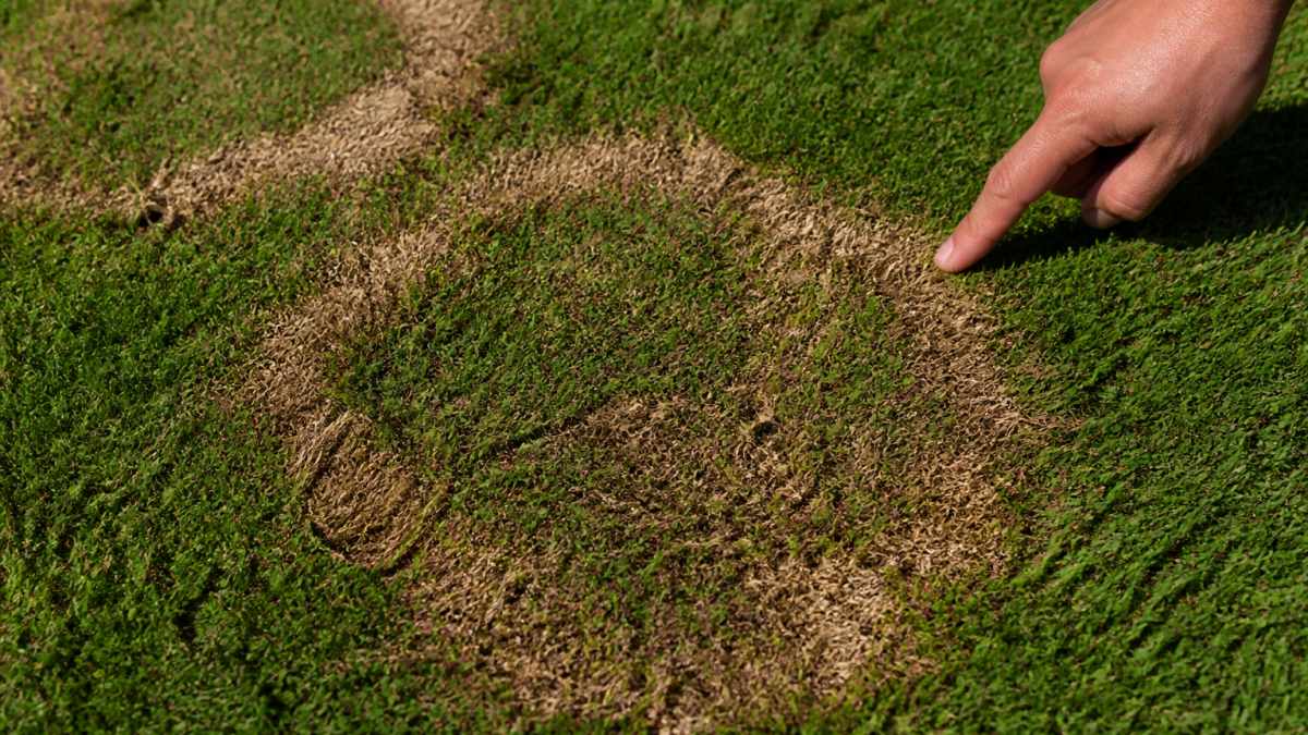 Close-up of brown patch damage on grass turf showing circular brown areas with visible fungal ring edges, next to a hand pointing to affected grass in afternoon sunlight
