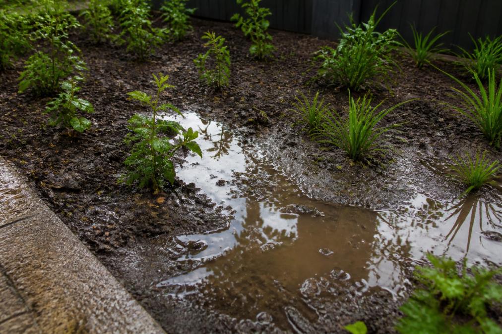 Close-up of water pooling in a garden bed after rain, showing muddy soil saturation and poor drainage visible in the landscape