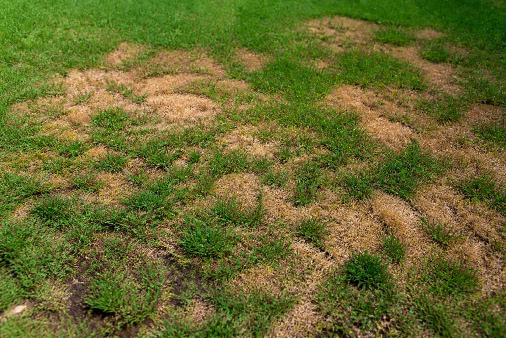 How to Fix Patchy Dying Grass: A 2026 Lawn Repair Guide