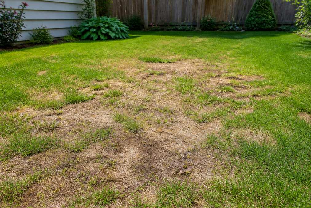 How to Fix Patchy Lawn: 8 Steps for 2026