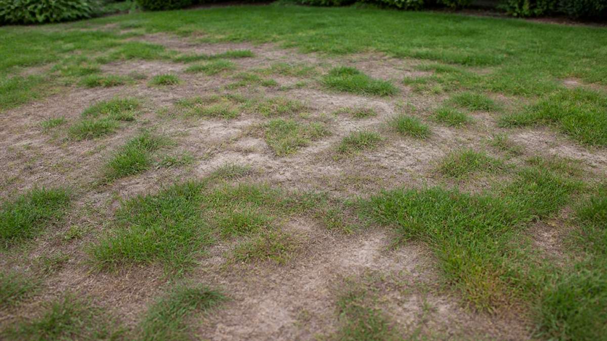 How to Fix Patchy Thin Lawn: A 2026 Repair Guide