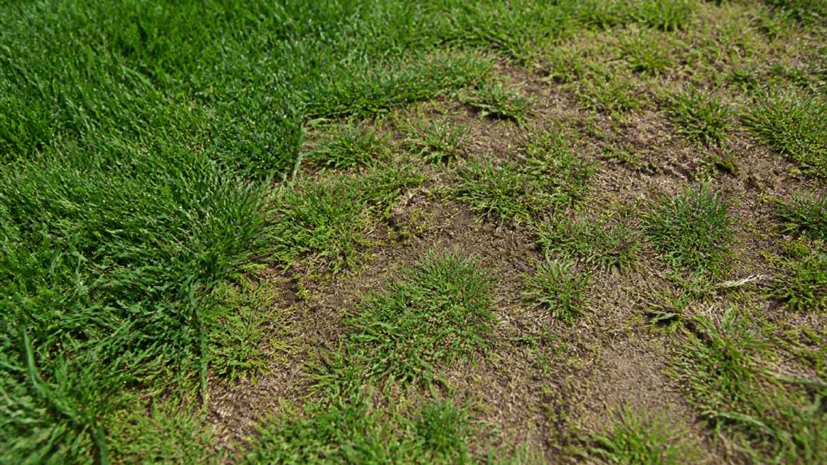 Close-up of a thin lawn area with sparse grass growth and visible bare patches, showing the contrast between healthy dense turf and damaged sections with exposed soil in natural sunlight