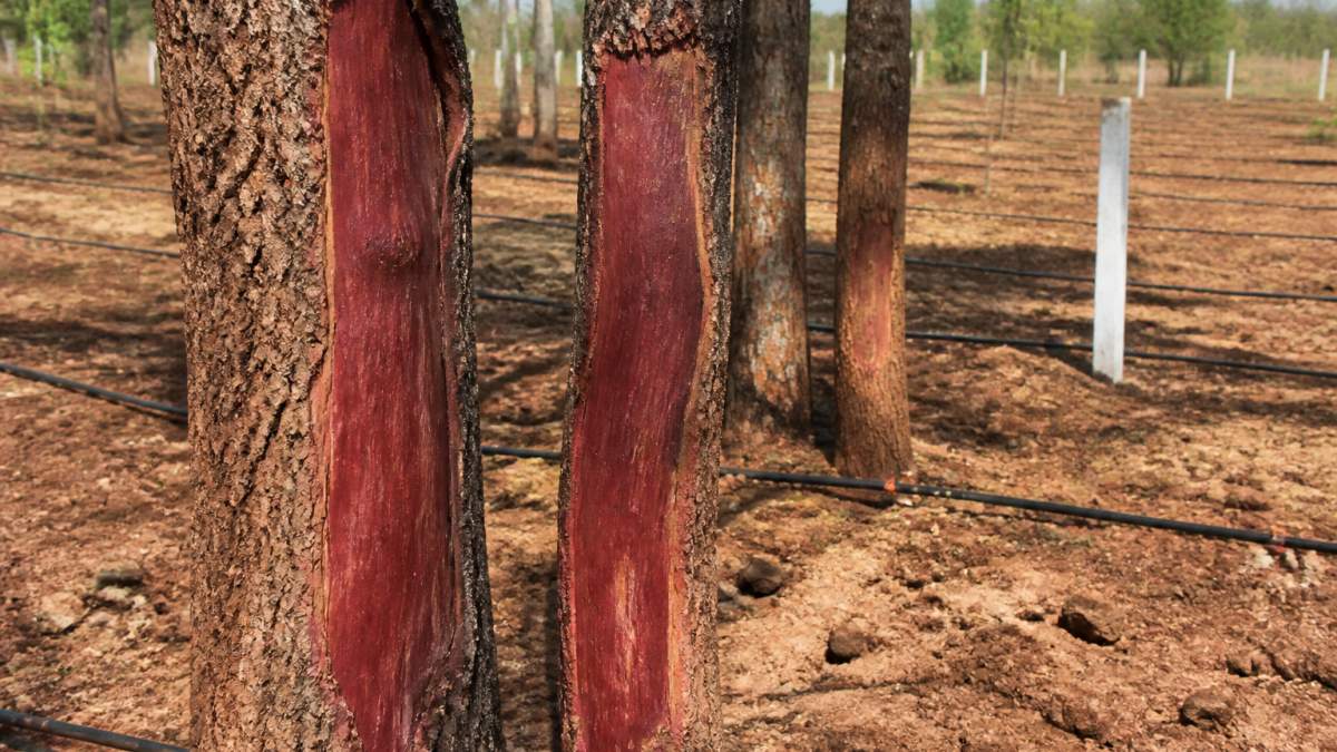 Mature red sandalwood trees with visible heartwood in a managed farmland plot, a key consideration for NRI land investment.