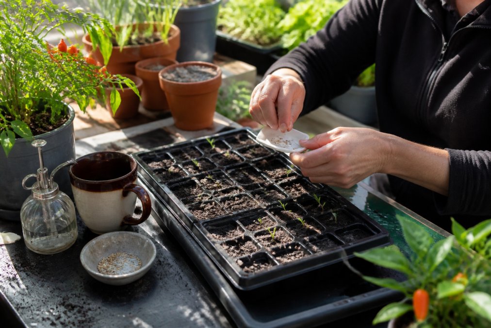 How to Germinate Rare Pepper Seeds Successfully