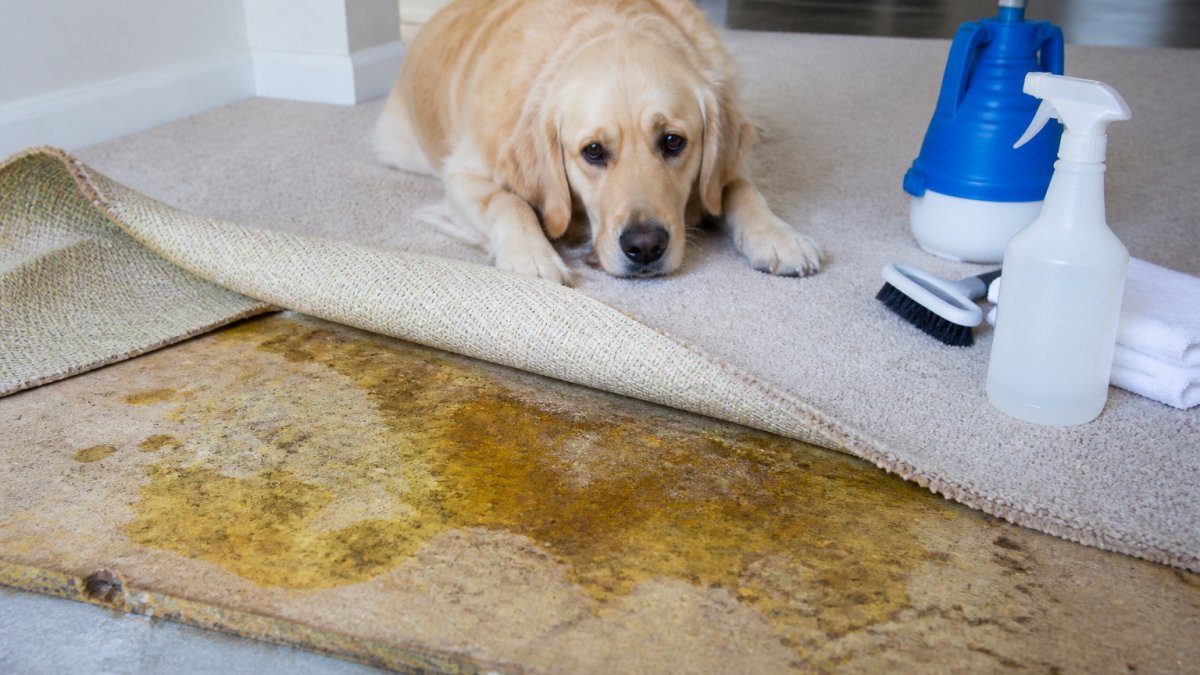 How to Get Dog Urine Smell Out of Carpet Padding