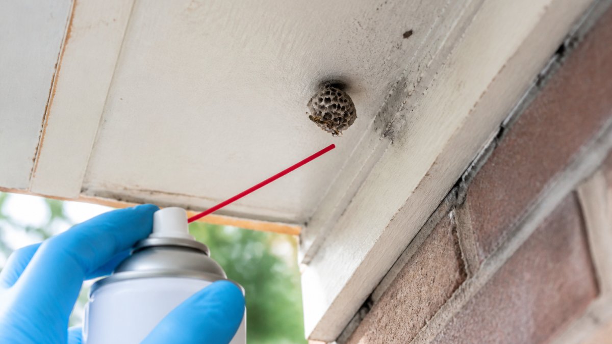How to Get Rid of a Small Wasp Nest: Safe Steps