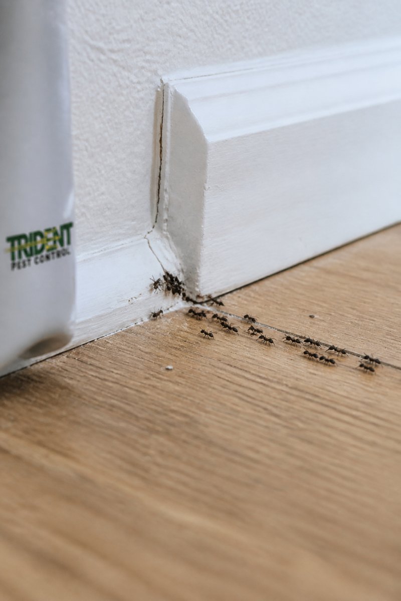 Close-up of ant trail along kitchen baseboard with visible entry point in cracked caulking, showing pheromone scent path and worker ants marching in formation